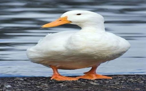 white duck wallpaper  from Chrome web store to be run with OffiDocs Chromium online