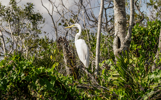 White Egret Bird Perched on a Tree Branch  from Chrome web store to be run with OffiDocs Chromium online