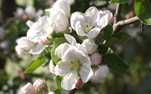 White false apple flower branches  from Chrome web store to be run with OffiDocs Chromium online