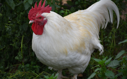 White feathered rooster  from Chrome web store to be run with OffiDocs Chromium online