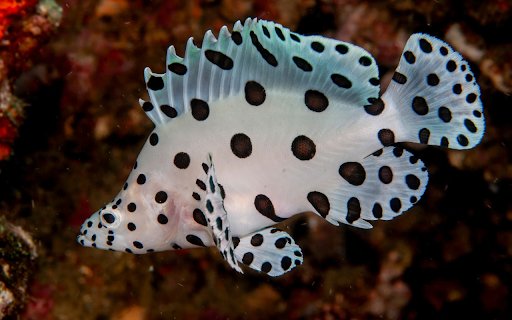 White fish with black polka dots  from Chrome web store to be run with OffiDocs Chromium online