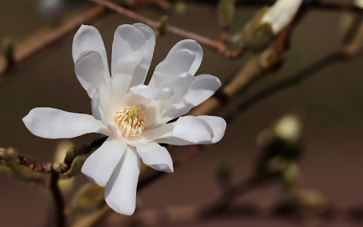 White flower  from Chrome web store to be run with OffiDocs Chromium online