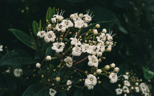 White flower branch with long pistil  from Chrome web store to be run with OffiDocs Chromium online
