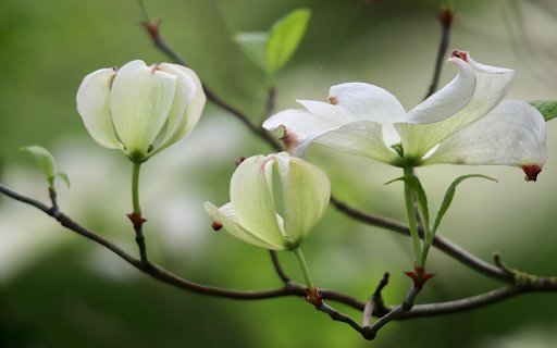 White flowers bloom  from Chrome web store to be run with OffiDocs Chromium online