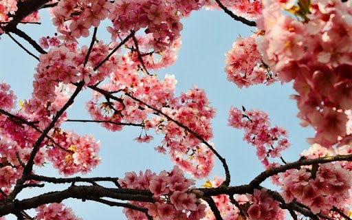 WHITE FLOWERS Theme  from Chrome web store to be run with OffiDocs Chromium online