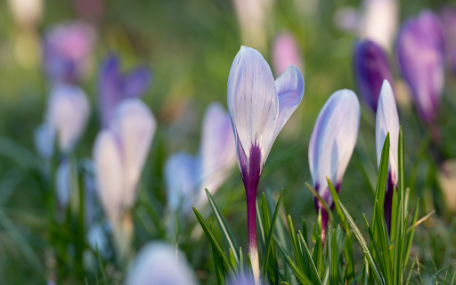 White Flowers with Purple Stems  from Chrome web store to be run with OffiDocs Chromium online