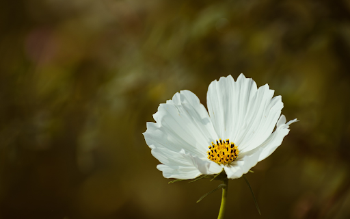 White flower with butterfly wings  from Chrome web store to be run with OffiDocs Chromium online