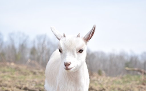 White goat  from Chrome web store to be run with OffiDocs Chromium online