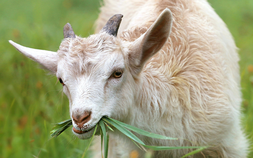 White goat eating grass  from Chrome web store to be run with OffiDocs Chromium online