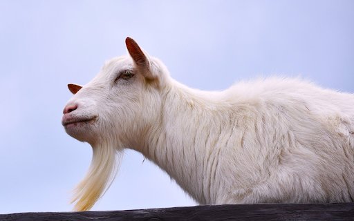 White Goat with Long Beard from Chrome web store to be run with OffiDocs Chromium online White Goat with Long Beard from Chrome web store to be run with OffiDocs Chromium online