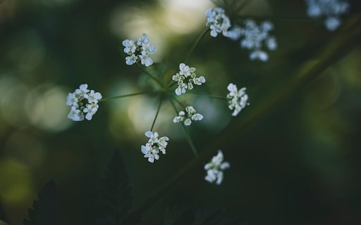 White grass flower branch  from Chrome web store to be run with OffiDocs Chromium online