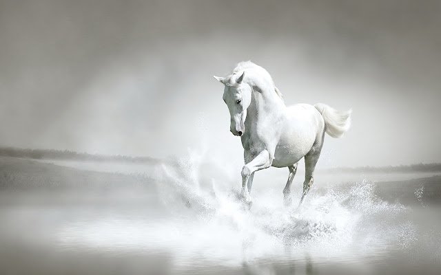White Horse By RB Themes 1920X1080 من متجر Chrome الإلكتروني ليتم تشغيله باستخدام OffiDocs Chromium عبر الإنترنت