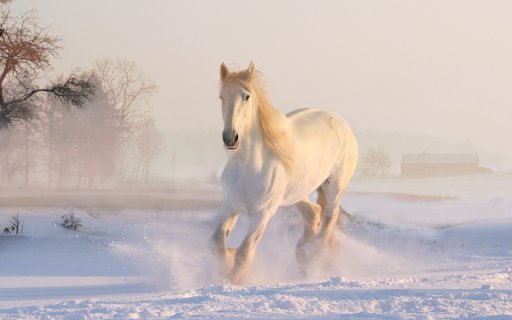 White Horse Galloping Through Winter  from Chrome web store to be run with OffiDocs Chromium online