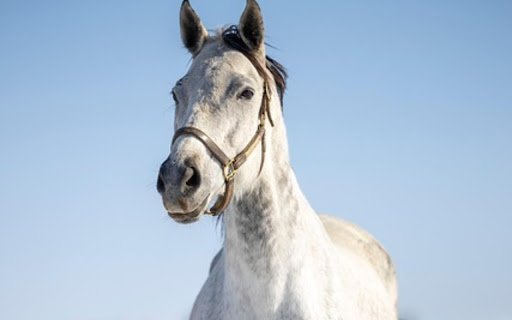 WHITE HORSE Theme  from Chrome web store to be run with OffiDocs Chromium online