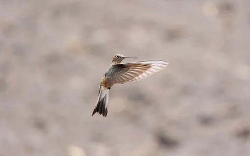 WHITE Hummingbird THEME  from Chrome web store to be run with OffiDocs Chromium online