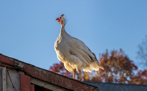 White Junglefowl  from Chrome web store to be run with OffiDocs Chromium online
