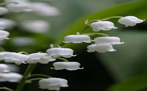 White Lily Wallpaper  from Chrome web store to be run with OffiDocs Chromium online