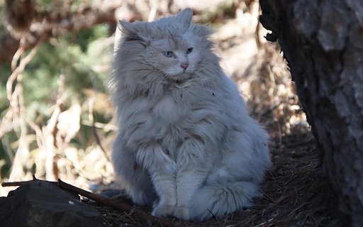White lion cat  from Chrome web store to be run with OffiDocs Chromium online
