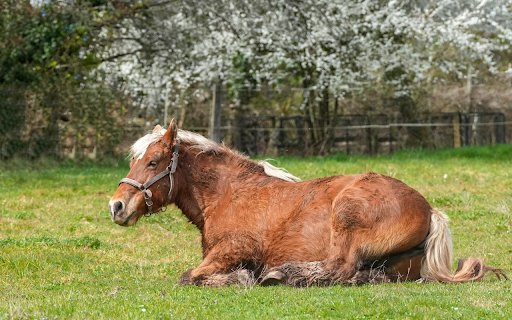 White Mane Horse  from Chrome web store to be run with OffiDocs Chromium online