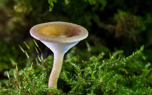 White mushroom from Chrome web store to be run with OffiDocs Chromium online White mushroom from Chrome web store to be run with OffiDocs Chromium online