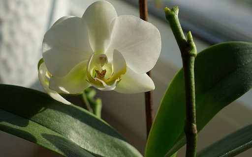 White orchid flower from Chrome web store to be run with OffiDocs Chromium online White orchid flower from Chrome web store to be run with OffiDocs Chromium online