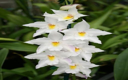 white orchid wallpaper  from Chrome web store to be run with OffiDocs Chromium online