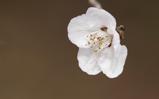 White peach blossoms  from Chrome web store to be run with OffiDocs Chromium online