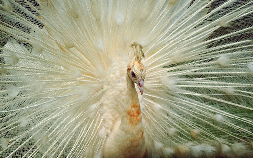 White peacock spreads its wings  from Chrome web store to be run with OffiDocs Chromium online