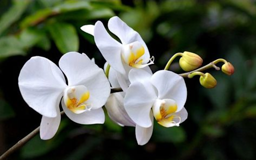 White Phalaenopsis Orchid Wallpaper  from Chrome web store to be run with OffiDocs Chromium online