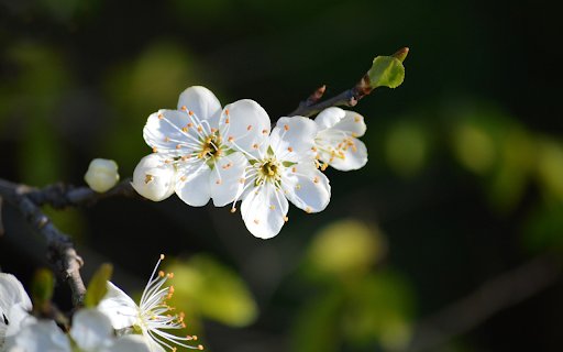 White plum blossoms  from Chrome web store to be run with OffiDocs Chromium online