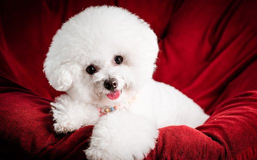 White puppy  from Chrome web store to be run with OffiDocs Chromium online