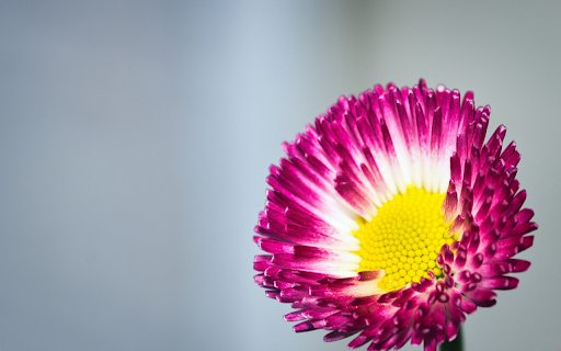 White Purple Flower  from Chrome web store to be run with OffiDocs Chromium online