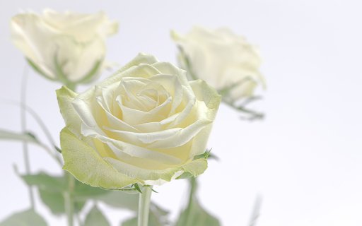 White rose in the morning from Chrome web store to be run with OffiDocs Chromium online White rose in the morning from Chrome web store to be run with OffiDocs Chromium online