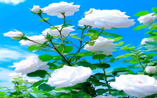 white rose wallpaper  from Chrome web store to be run with OffiDocs Chromium online