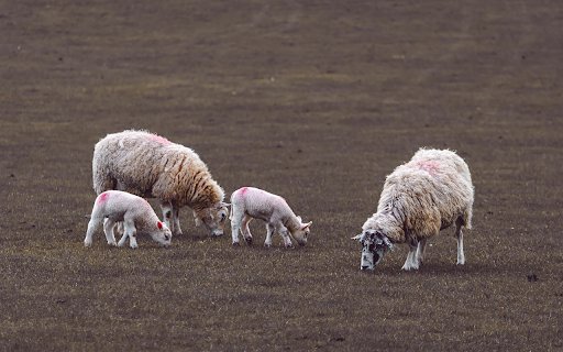 White sheep  from Chrome web store to be run with OffiDocs Chromium online