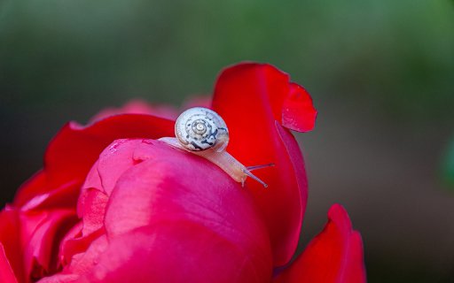 White snail on rose petal  from Chrome web store to be run with OffiDocs Chromium online