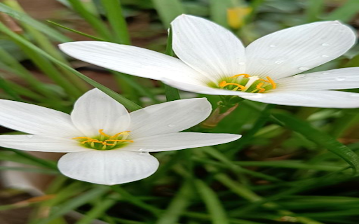 White spider lily wallpaper  from Chrome web store to be run with OffiDocs Chromium online