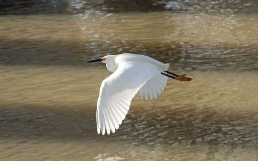 White Stork Flying  from Chrome web store to be run with OffiDocs Chromium online