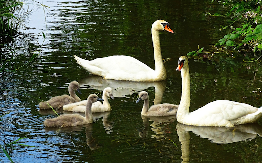 White swans  from Chrome web store to be run with OffiDocs Chromium online