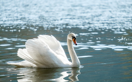 WHITE SWAN Theme from Chrome web store to be run with OffiDocs Chromium online WHITE SWAN Theme from Chrome web store to be run with OffiDocs Chromium online