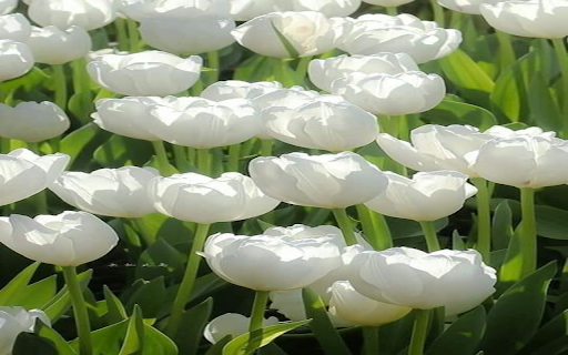 White Tulip Wallpaper  from Chrome web store to be run with OffiDocs Chromium online