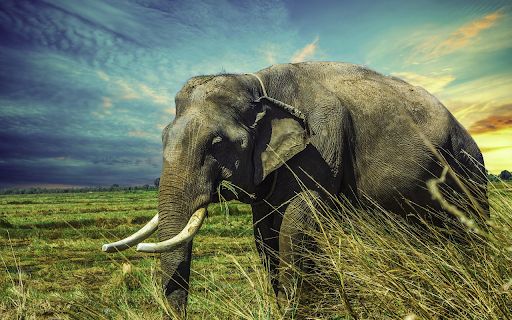 White tusked elephant from Chrome web store to be run with OffiDocs Chromium online White tusked elephant from Chrome web store to be run with OffiDocs Chromium online