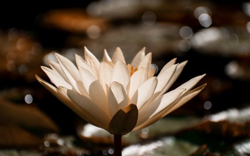 White Water Lily Bloom  from Chrome web store to be run with OffiDocs Chromium online
