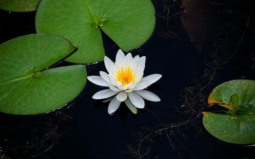 White Water Lily Blooms  from Chrome web store to be run with OffiDocs Chromium online