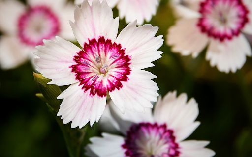 White wings with pink spots  from Chrome web store to be run with OffiDocs Chromium online