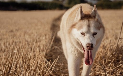 WHITE WOLF Theme  from Chrome web store to be run with OffiDocs Chromium online