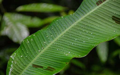 Wild bananas bathe in the rain  from Chrome web store to be run with OffiDocs Chromium online