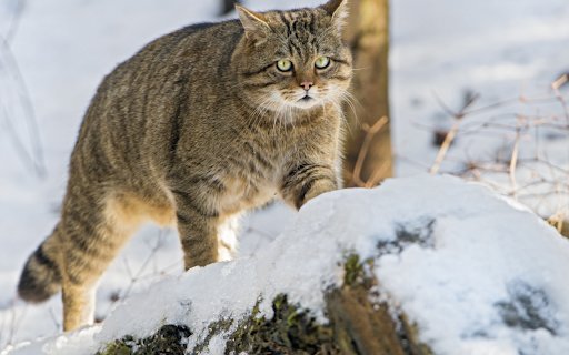 Wildcat in the Snow  from Chrome web store to be run with OffiDocs Chromium online
