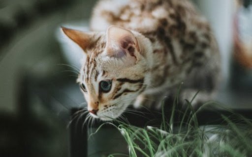 WILD CAT THEME  from Chrome web store to be run with OffiDocs Chromium online