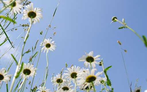 Wild daisies  from Chrome web store to be run with OffiDocs Chromium online
